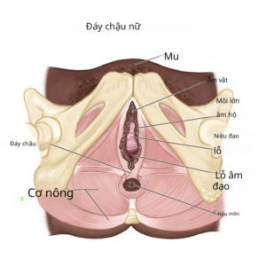 Chăm sóc tầng sinh môn sau sinh hiệu quả: Hướng dẫn chi tiết cho sản phụ Ảnh minh họa