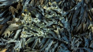 Fucoidan có phải là thuốc có tác dụng thần kỳ trong điều trị ung thư Ảnh minh họa