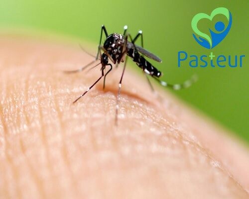 Tìm Hiểu Về Bệnh Sốt Dengue - Sốt Xuất Huyết Ảnh Minh Họa