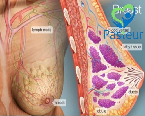 Tự Khám Vú Trong Tầm Soát Ung Thư Vú Ảnh minh họa