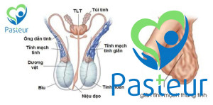 GIÃN TĨNH MẠCH THỪNG TINH LÀ GÌ? Ảnh minh họa