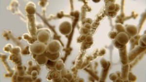 Nấm Candida và những điều nên biết Ảnh minh họa