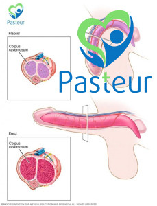 Rối loạn cương dương, triệu chứng và nguyên nhân Ảnh minh họa