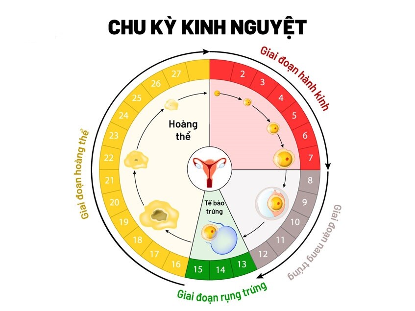 Giải đáp “Bị vô sinh có kinh nguyệt không?” Ảnh minh họa