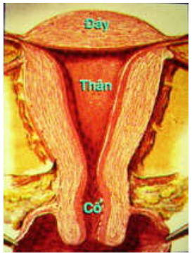 Bệnh ung thư cổ tử cung: Cần biết gì để bảo vệ bản thân?